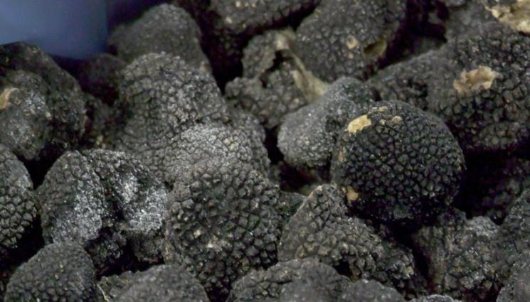 трюфели - Агро Телеграф: Шотландия – новият рай за трюфелите