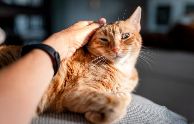 Котка при ветеринар