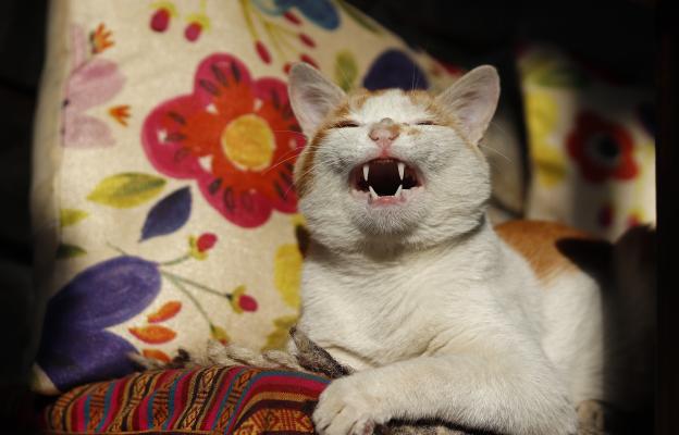 Котка при ветеринар