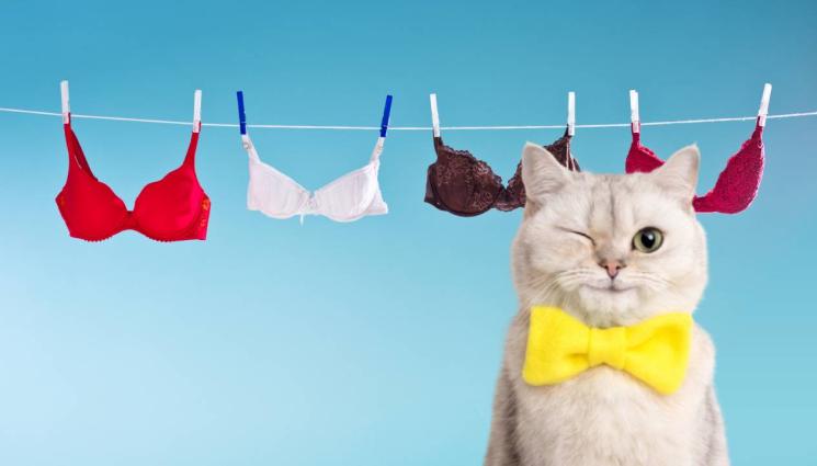 бельо котка - НЯМА УДЪРЖАНЕ: Котка краде гащи и чорапи на килограм! (ВИДЕО)