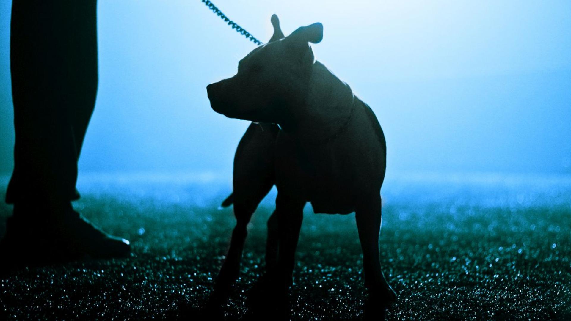 Питбул без повод и наморник нападна семейство и кучето им в