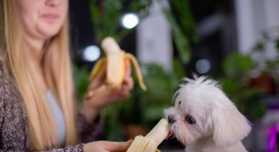 куче банани