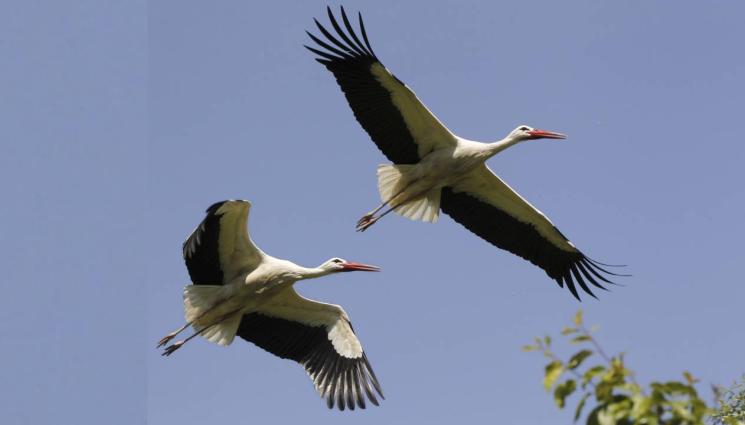 щъркели - Първите щъркели отлетяха на юг към Африка