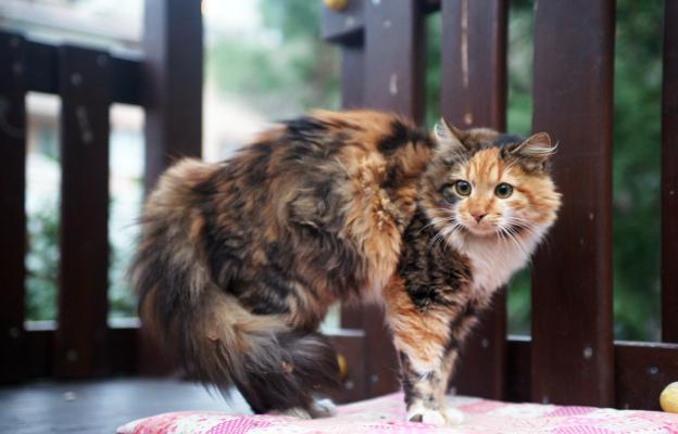 Домашна котка