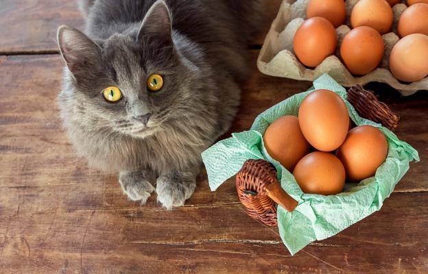 Домашна котка и яйца