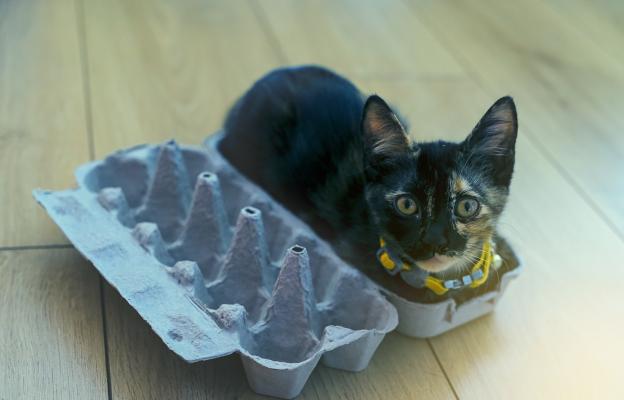 Домашна котка и яйца