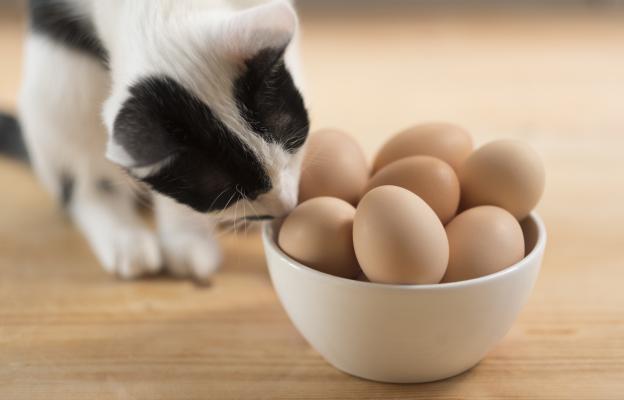 Домашна котка и яйца