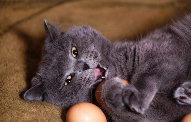 Домашна котка и яйца