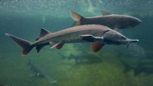 WWF България и нейни партньори пуснаха в Дунав близо 6500