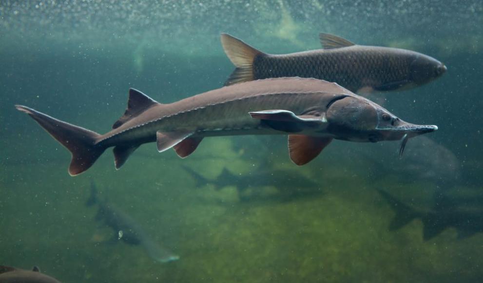 WWF България и нейни партньори пуснаха в Дунав близо 6500