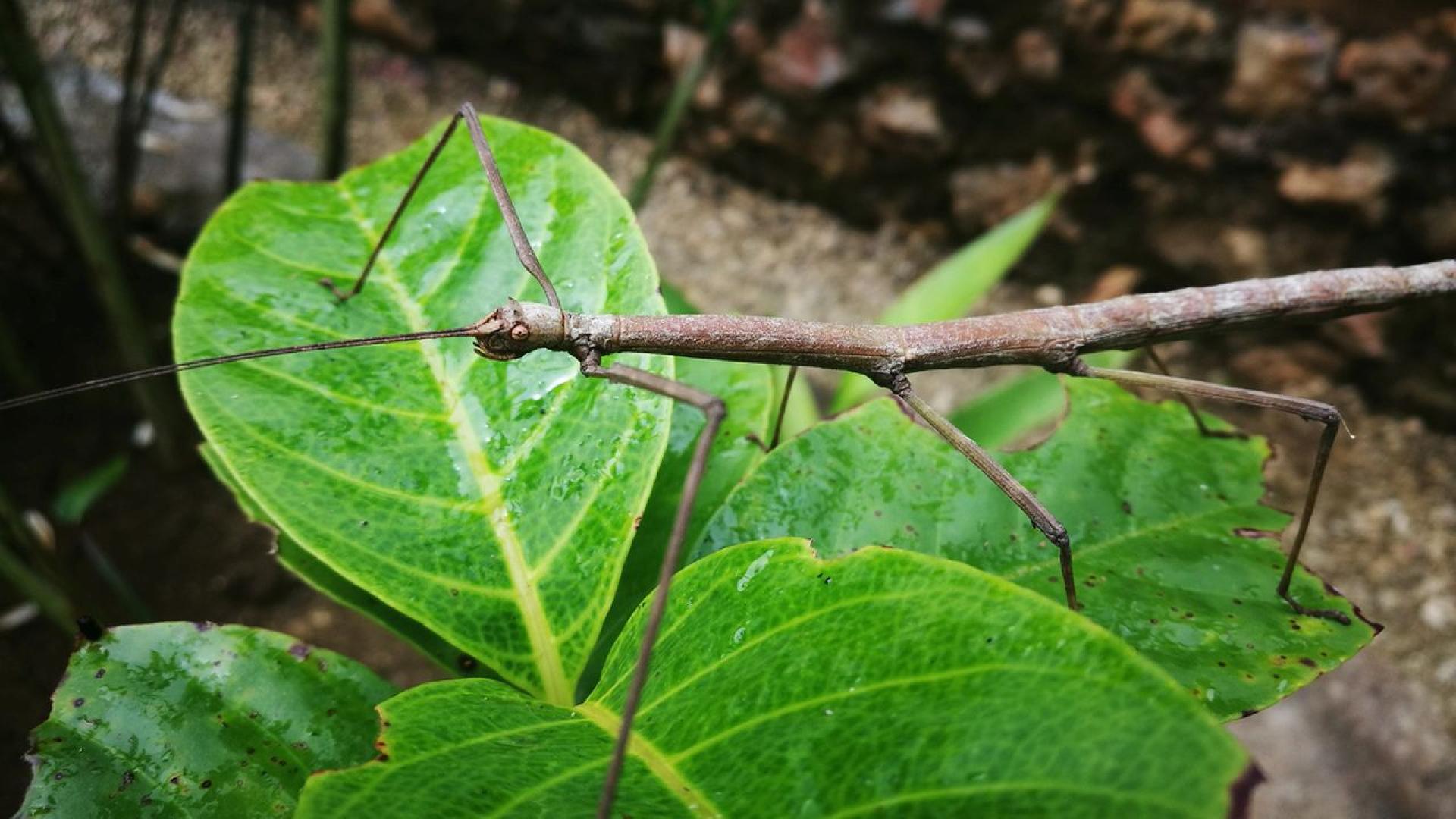 Учени откриха нов вид насекомо което може да се окаже
