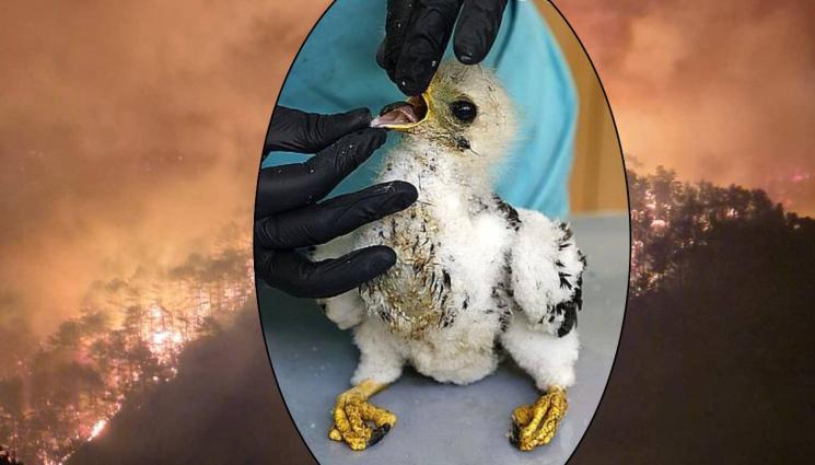 осояд - БРАВО: Местни хора от с. Мъдрец спасиха бебе осояд от горски пожар