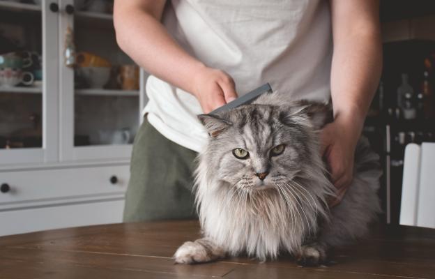 Дългокосместа котка