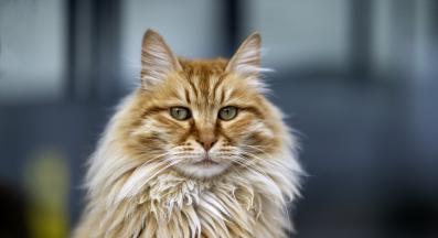 Дългокосместа котка
