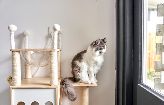 Дългокосместа котка