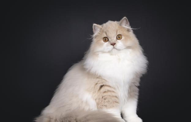 Дългокосместа котка