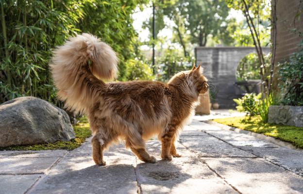 Дългокосместа котка