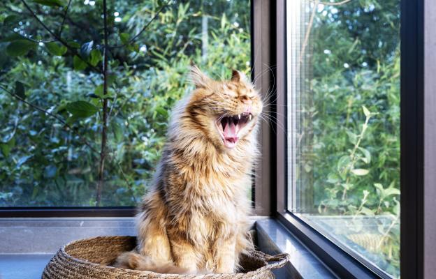 Дългокосместа котка