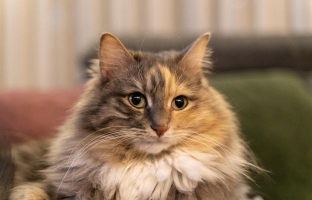 Дългокосместа котка