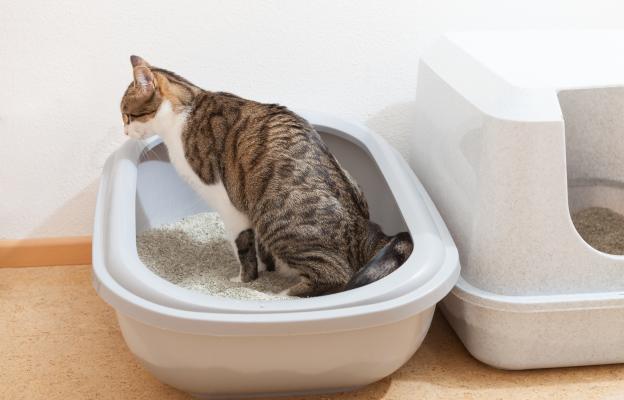 Котка използва тоалетна