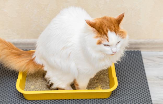 Котка използва тоалетна
