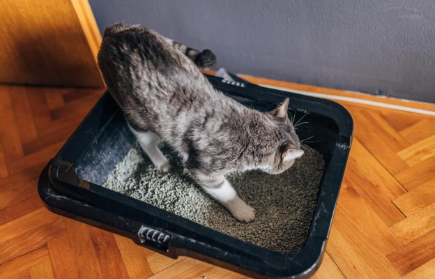 Котка използва тоалетна
