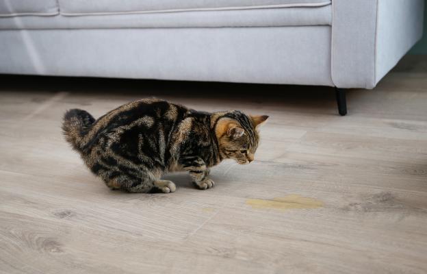 Котка използва тоалетна