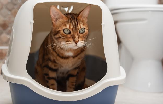 Котка използва тоалетна