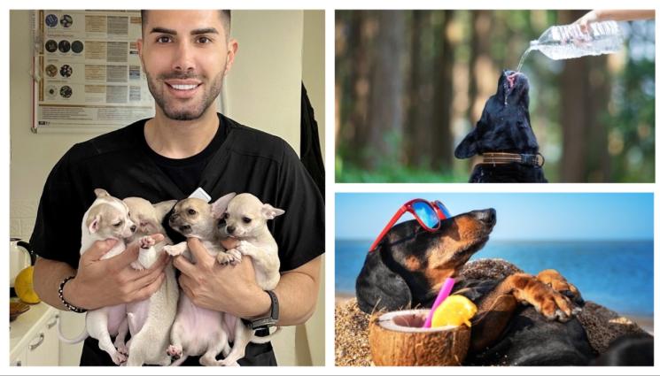 w - Топлинен удар при животните – мълчалив убиец през лятото!