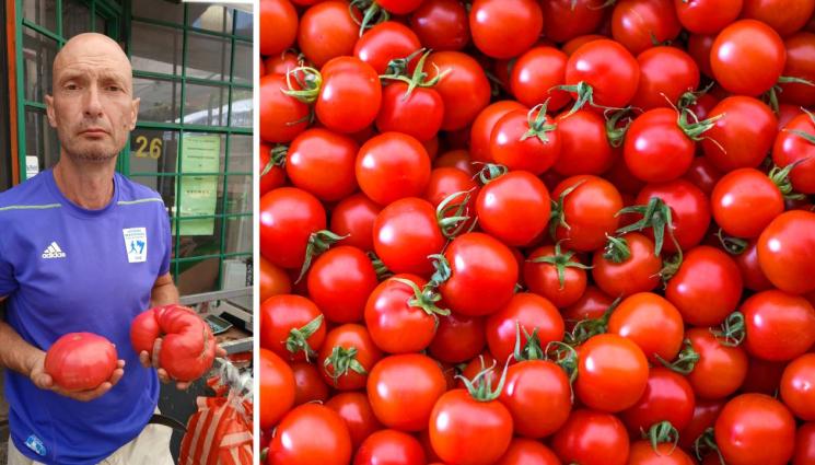 Георги Маджаров - Въдят домати чудо с водорасли (СНИМКА)