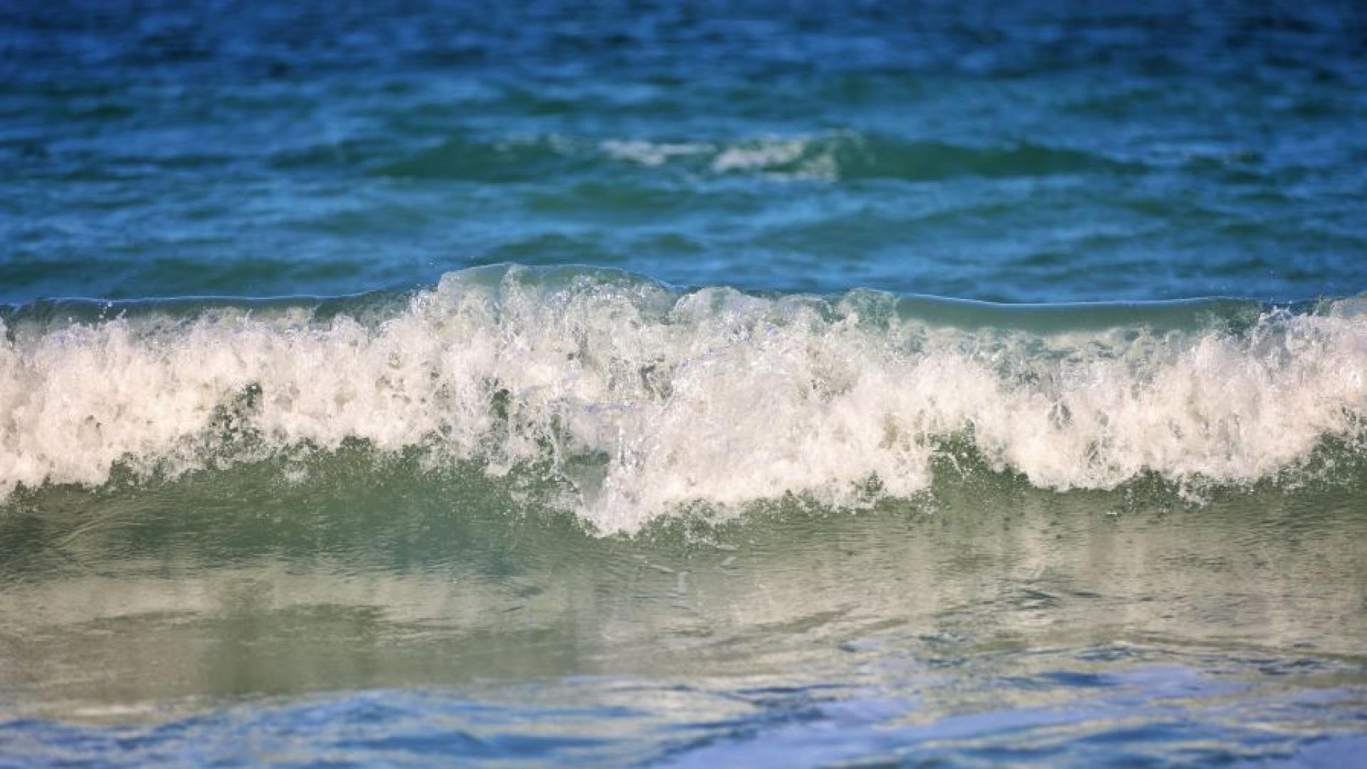 Мъртъв делфин от вида Муткур е открит и премахнат от