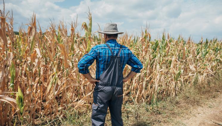 царевица - Агро Телеграф: Царевицата е готова за жътва