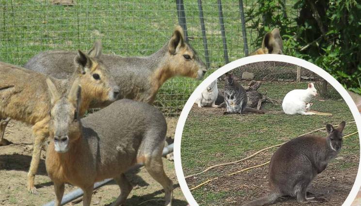 кенгура - Агро Телеграф: Ветеринар отглежда алпаки и кенгура