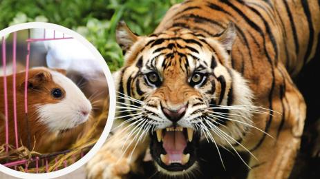 тигър морско свине