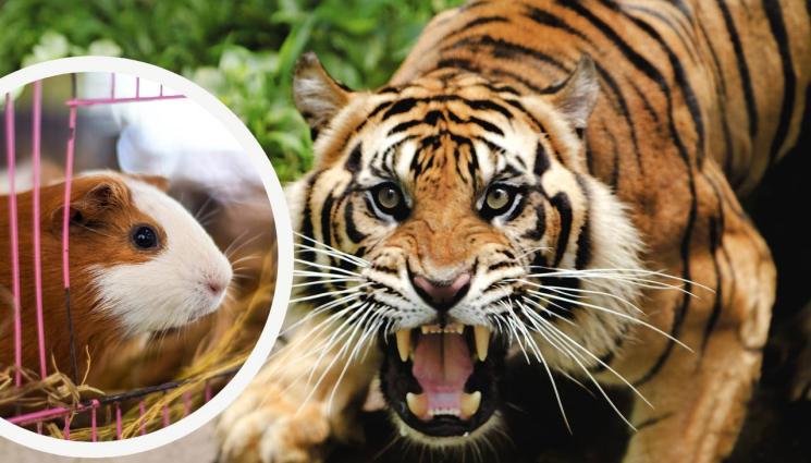 тигър морско свине - ИЗБИ РИБАТА: Зоопарк зове хората да даряват домашните си любимци за храна на хищниците
