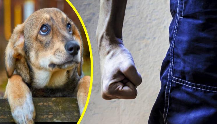 бияч куче - До 8 години затвор грозят мъжа, убил жестоко куче в Тетевен