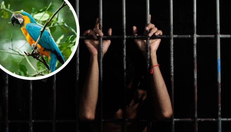 папагал - НЕОЧАКВАНА УЛИКА: Папагал вкара накродилъри в затвора!