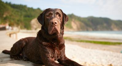 Лабрадор ретривър