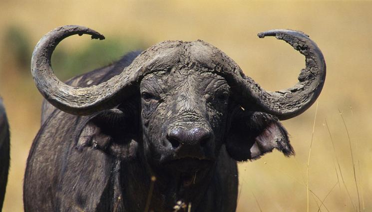 бивол - ЛОВЕЦЪТ СТАНА ПЛЯЧКА: Бивол уби милионер!