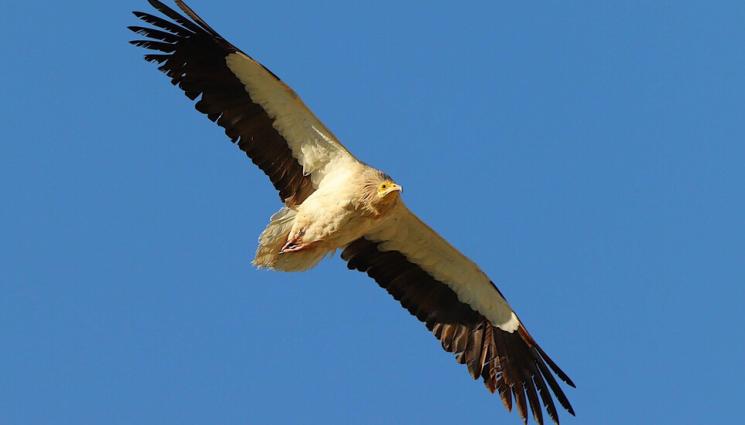 египетски лешояд - Мъж отрови египетски лешояд в Родопите!
