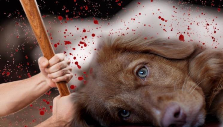 убиец куче - СЛЕД КАТО МУ ПОВДИГНАХА ОБВИНЕНИЕ: Обществото се взриви от гняв заради убиеца на кучето!