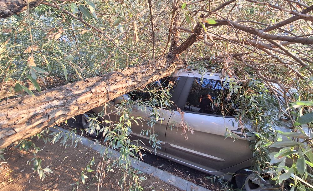 дърво панда върху кола