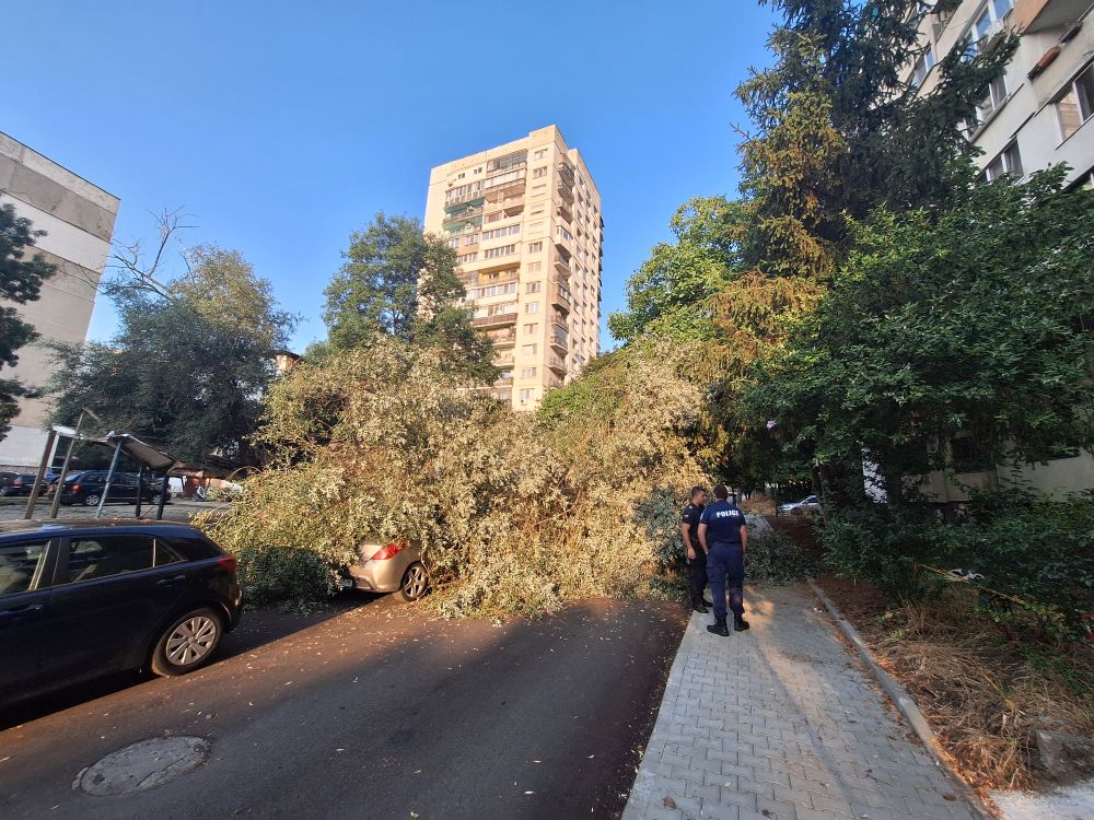 дърво Красна поляна