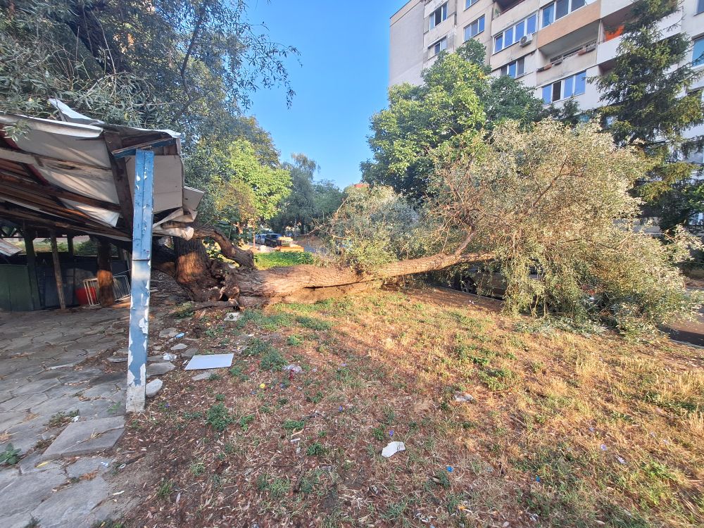 дърво Красна поляна