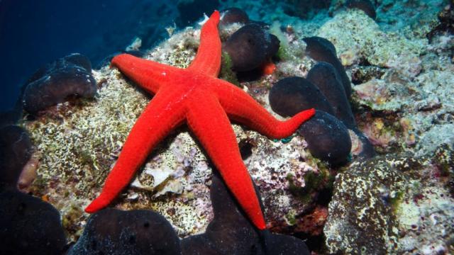 Учени откриха причината за смъртта на над 5 милиарда морски звезди в Тихия океан
