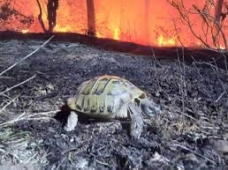 пожар костенурка