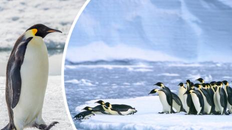 императорски пингвин