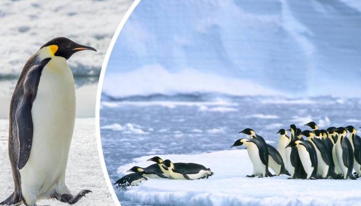 императорски пингвин - ГЛОБАЛНОТО ЗАТОПЛЯНЕ: Императорските пингвини се стопих