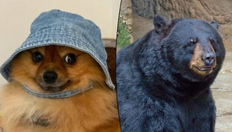 d - ДАВИД СРЕЩУ ГОЛИАТ: Малък шпиц прогони голяма мечка (ВИДЕО)