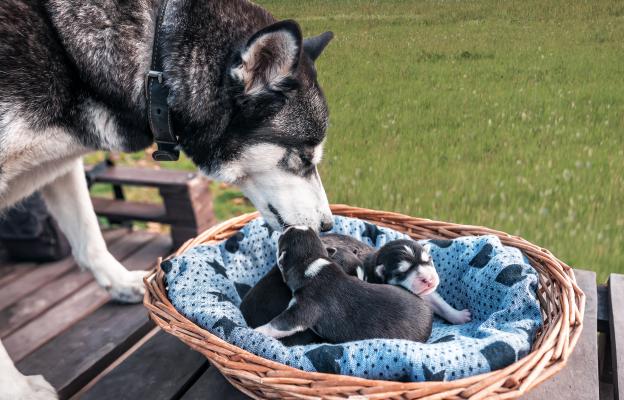 куче новородени
